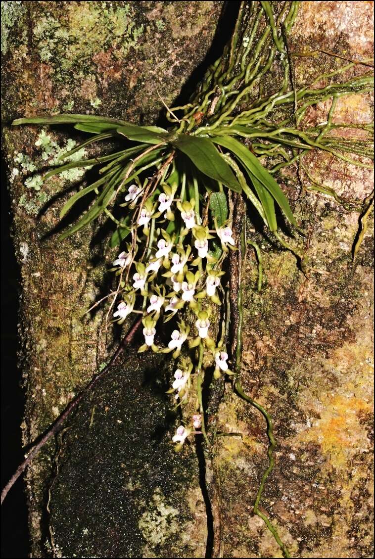 Image of Butterfly orchid