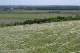 Sivun Stipa rubens P. A. Smirn. kuva