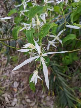 Image of Clematis pubescens Hueg. ex Endl.