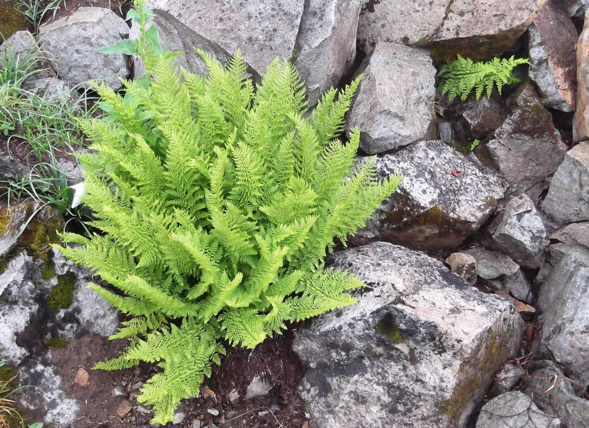 Image de Athyrium americanum (Butters) Maxon