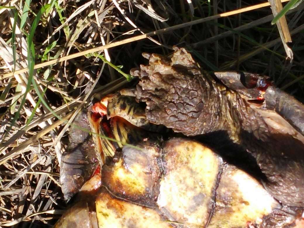 Image of Rough-footed Mud Turtle