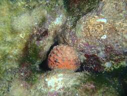 Image of golf ball sponge