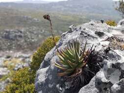 Aloe succotrina Weston resmi