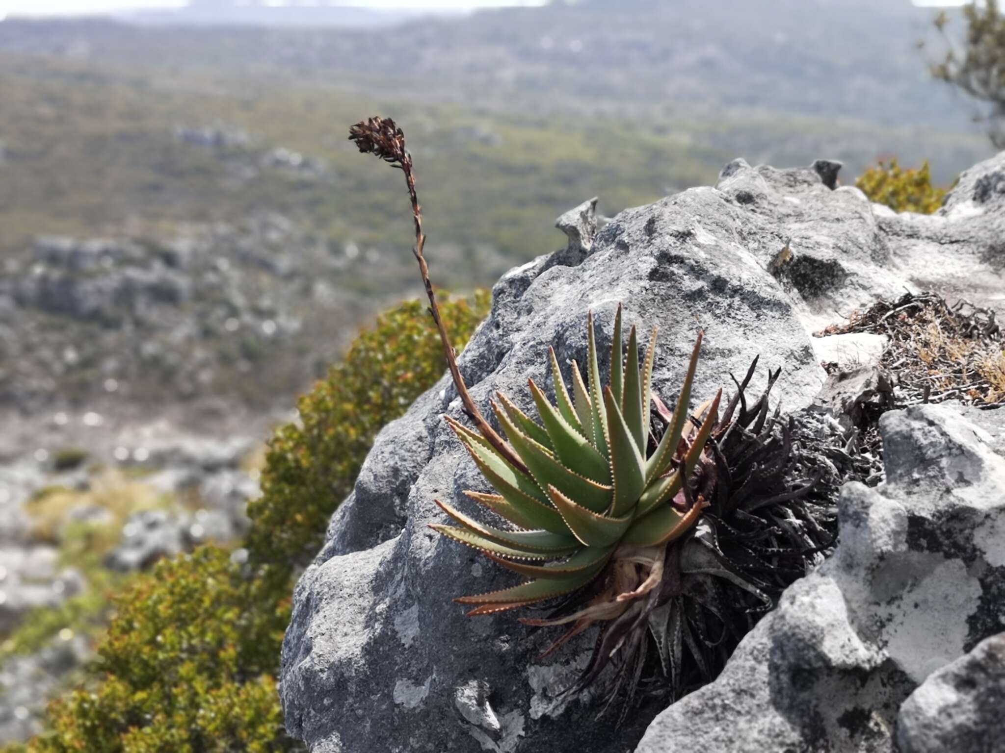 Слика од Aloe succotrina Weston