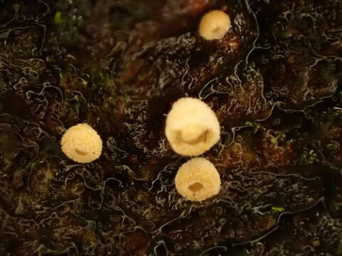 Image de Cyphella ferruginea P. Crouan & H. Crouan 1867