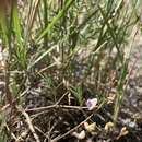 صورة Astragalus applegatii Peck