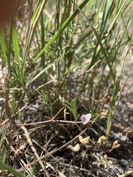 Image of Astragalus applegatii Peck