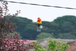 Image of Eastern Rosella