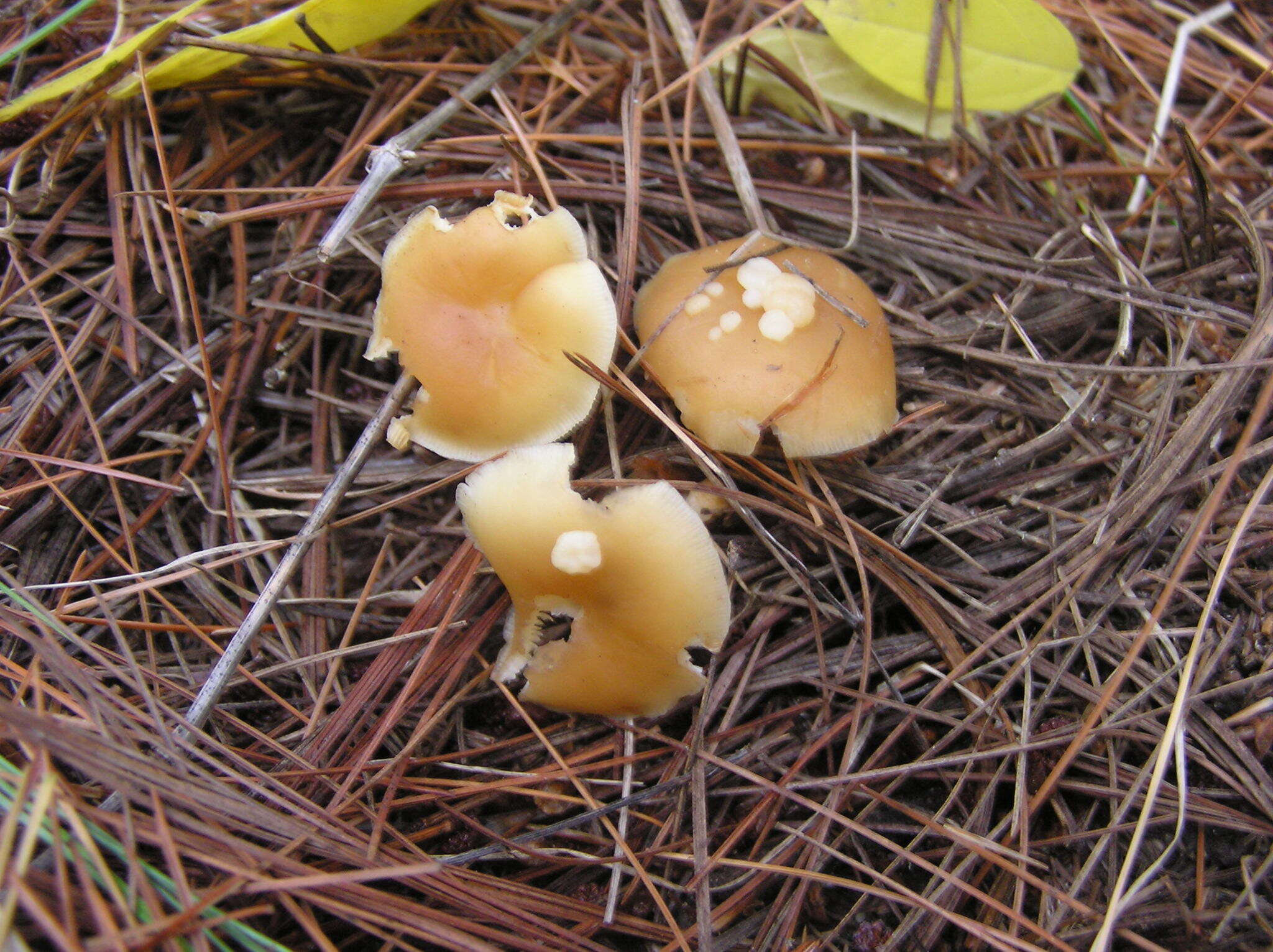 Image of Syzygospora mycetophila (Peck) Ginns 1986