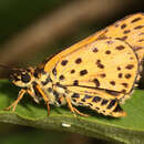 Image of Ampittia capenas Hewitson 1868