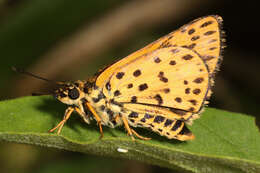 Image of Ampittia capenas Hewitson 1868