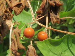 Image of Cretan bryony