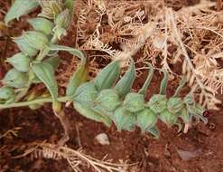 Nonea vesicaria (L.) Rchb.的圖片