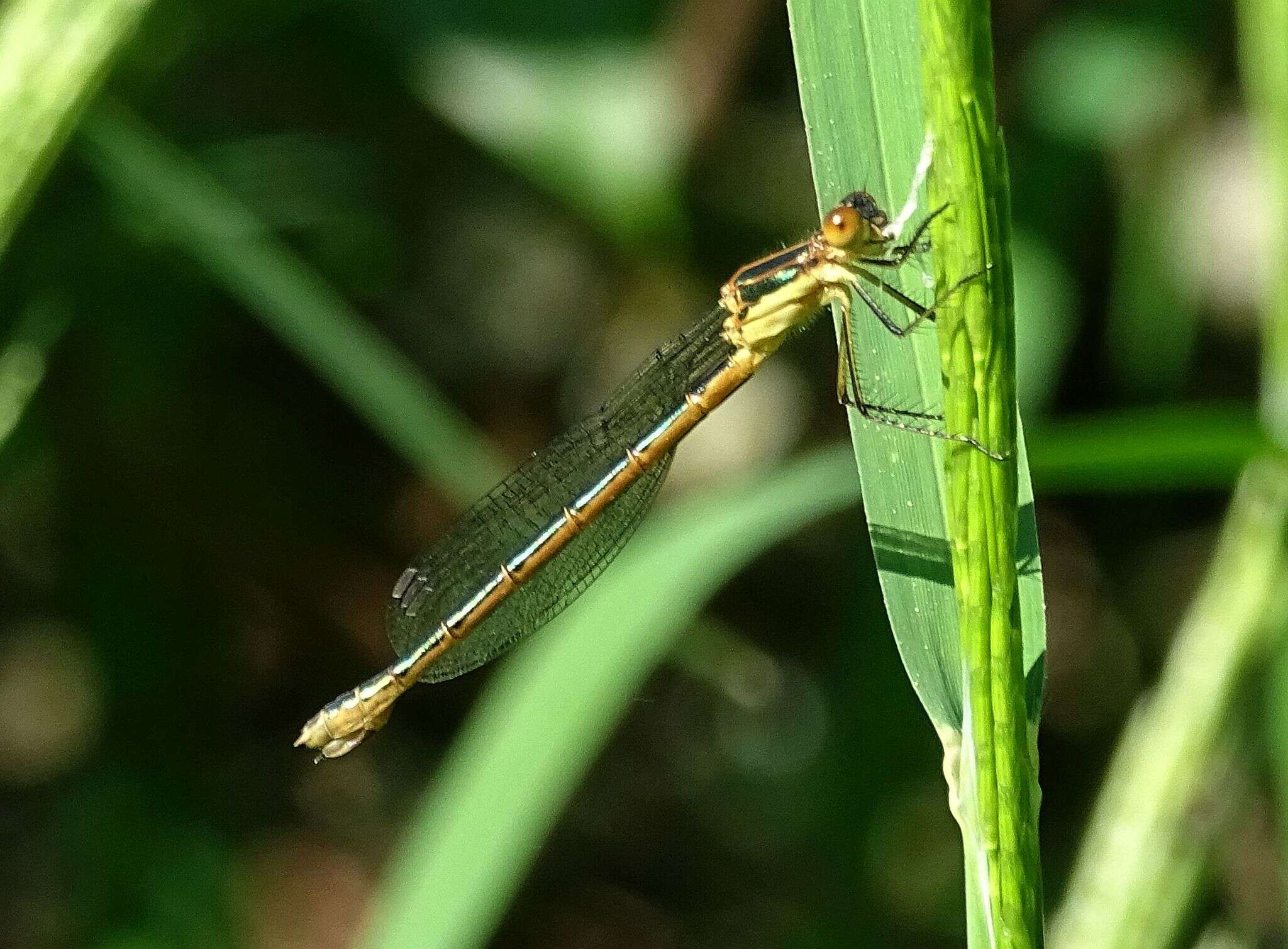 Image of Emerald Spreadwing