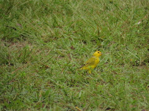 Image of Orange-fronted Yellow Finch