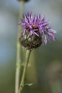 Centaurea scabiosa subsp. scabiosa的圖片