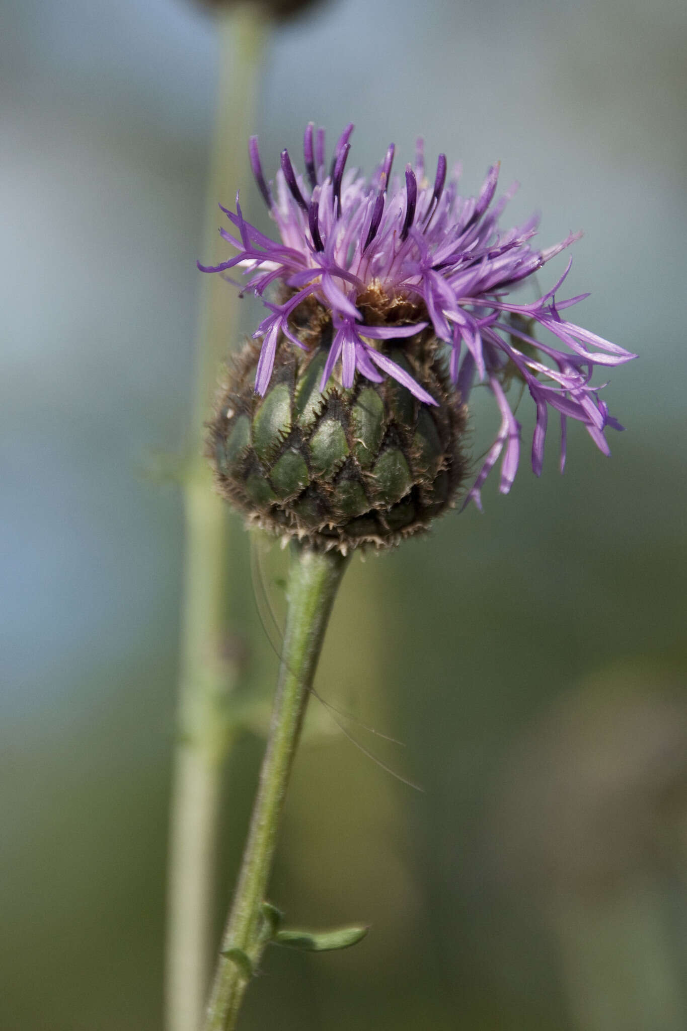 صورة Centaurea scabiosa subsp. scabiosa