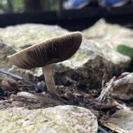 Image of Dark scaled mushroom