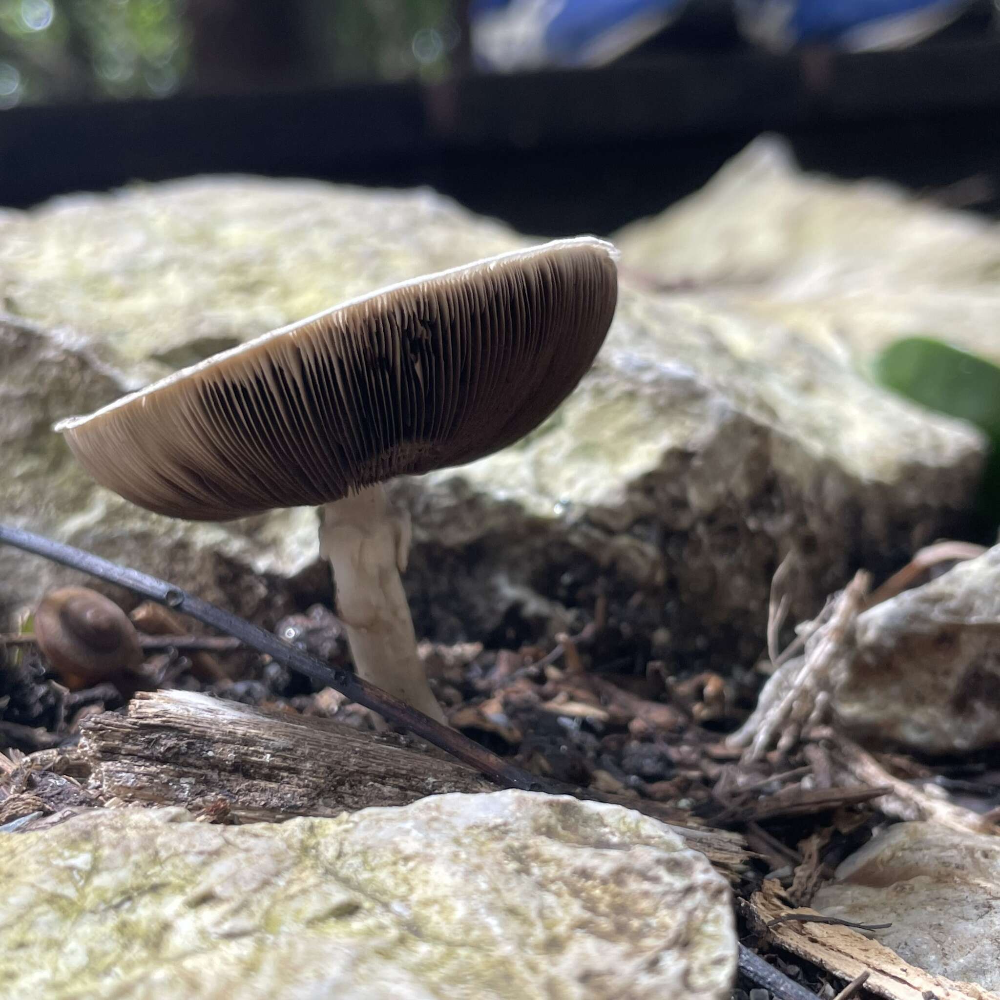 Image of Dark scaled mushroom