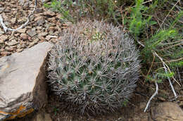 Image of Rebutia neocumingii subsp. lanata (F. Ritter) D. R. Hunt