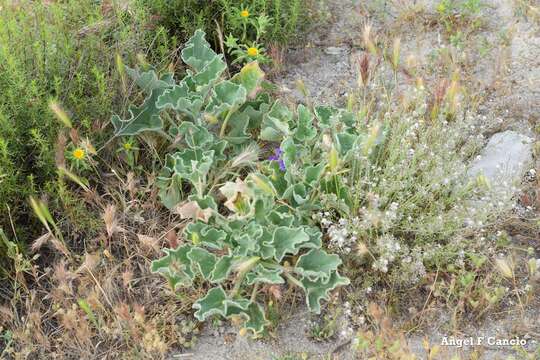 Image of Artemisia campestris subsp. glutinosa (Gay ex Bess.) Batt.
