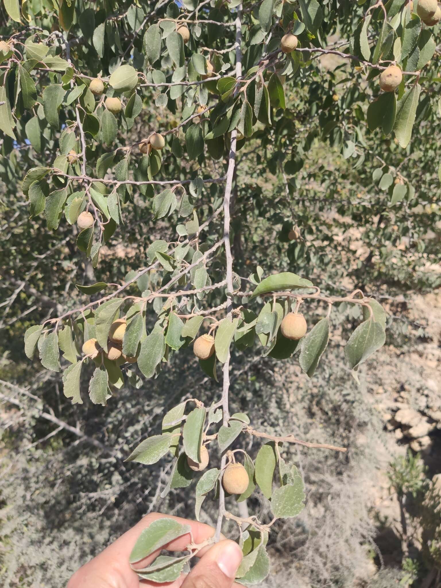 Plancia ëd Ziziphus hajarensis D. W. Duling, S. A. Ghazanfar & H. D. V. Prendergast