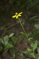 Image of orange coneflower