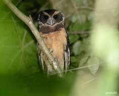 Image of Tawny-browed Owl