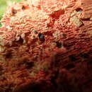 Image of Hyphodiscus hymeniophilus (P. Karst.) Baral 1993