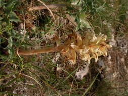 Image of Orobanche amethystea Thuill.