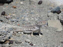 Image of Hispaniolan dune curlytail