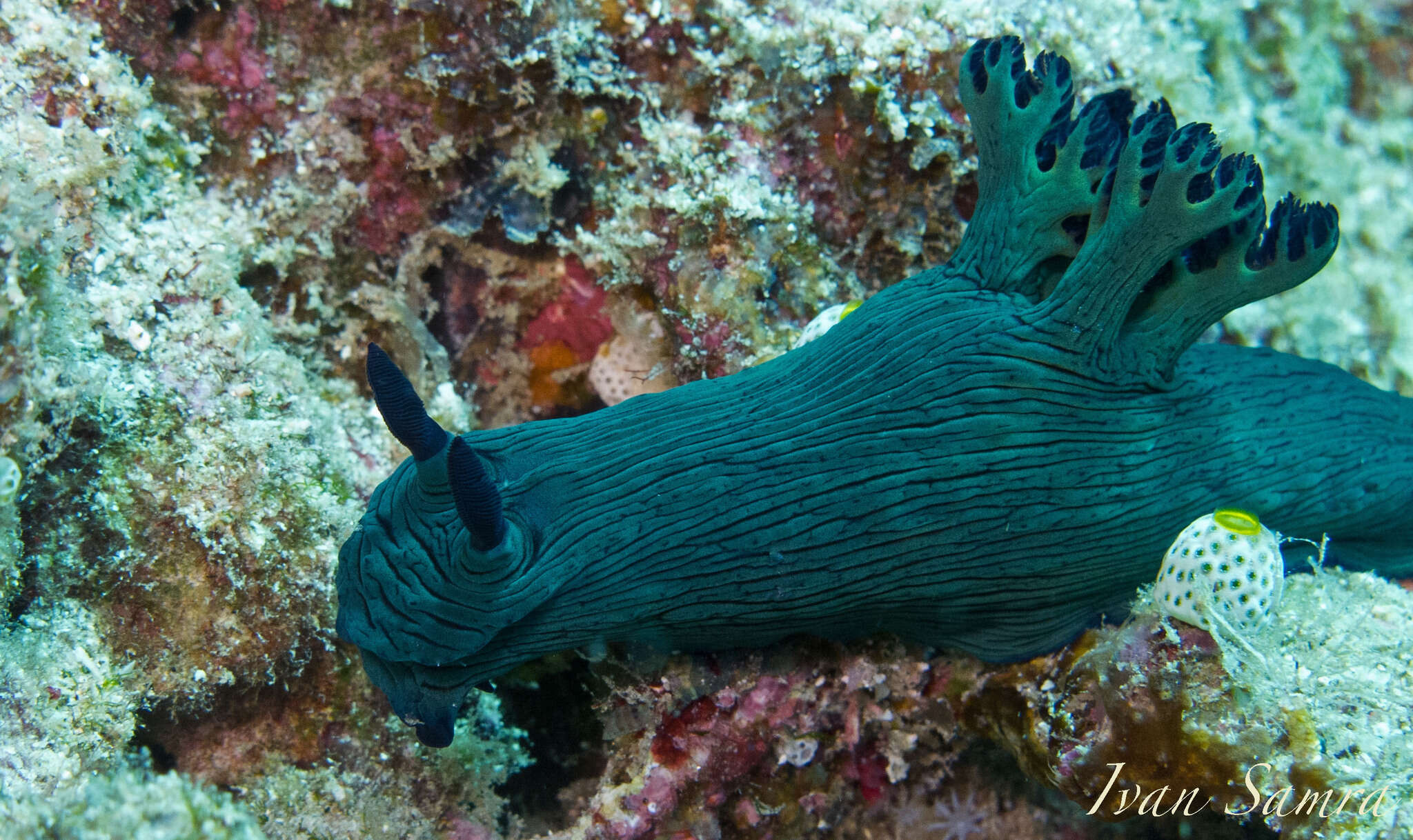 Sivun Nembrotha milleri Gosliner & Behrens 1997 kuva