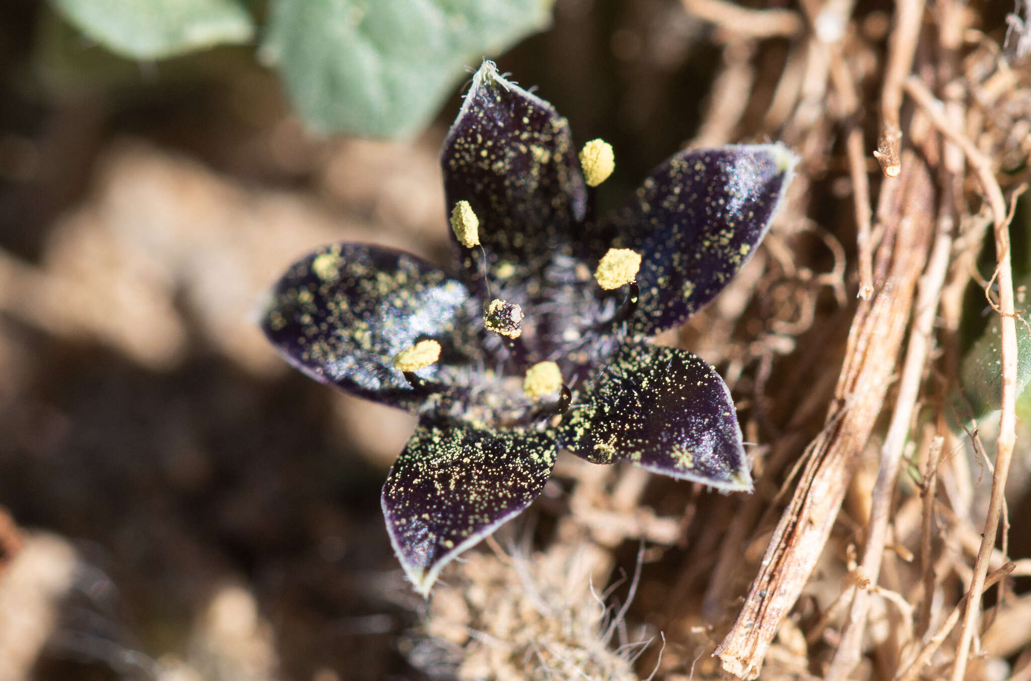 Image of Jaborosa magellanica (Griseb.) P. Dusen