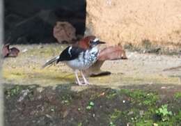 Image of Chestnut-naped Forktail