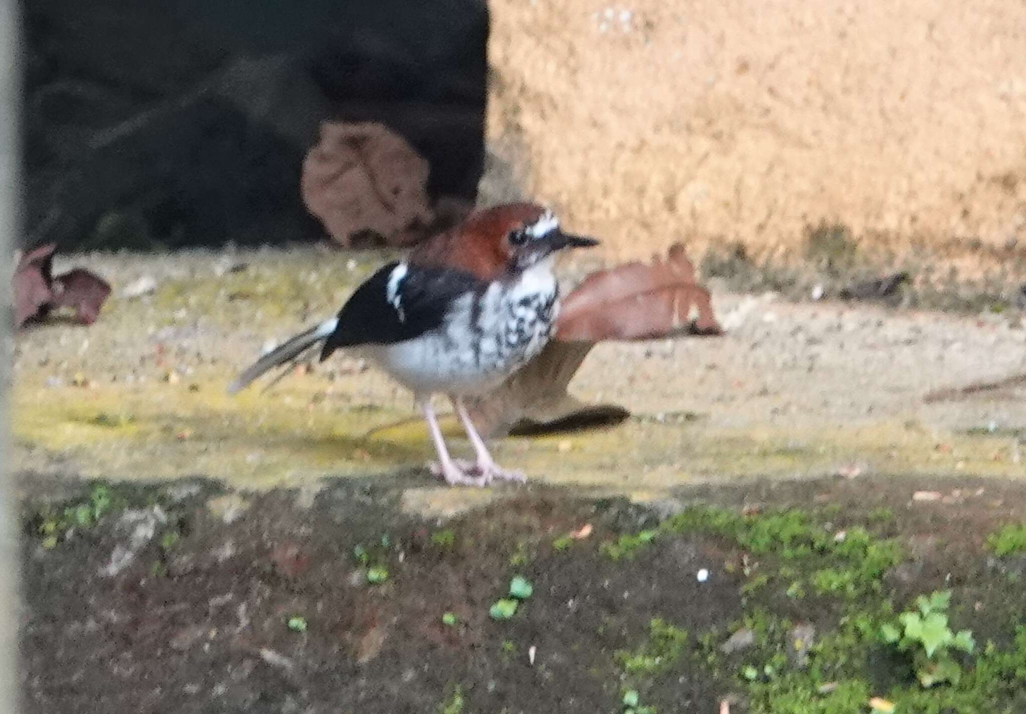 Image of Chestnut-naped Forktail