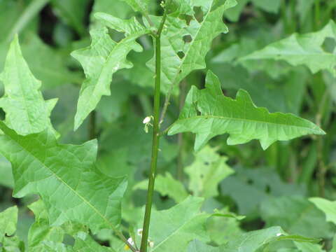 Plancia ëd Solanum tampicense Dun.