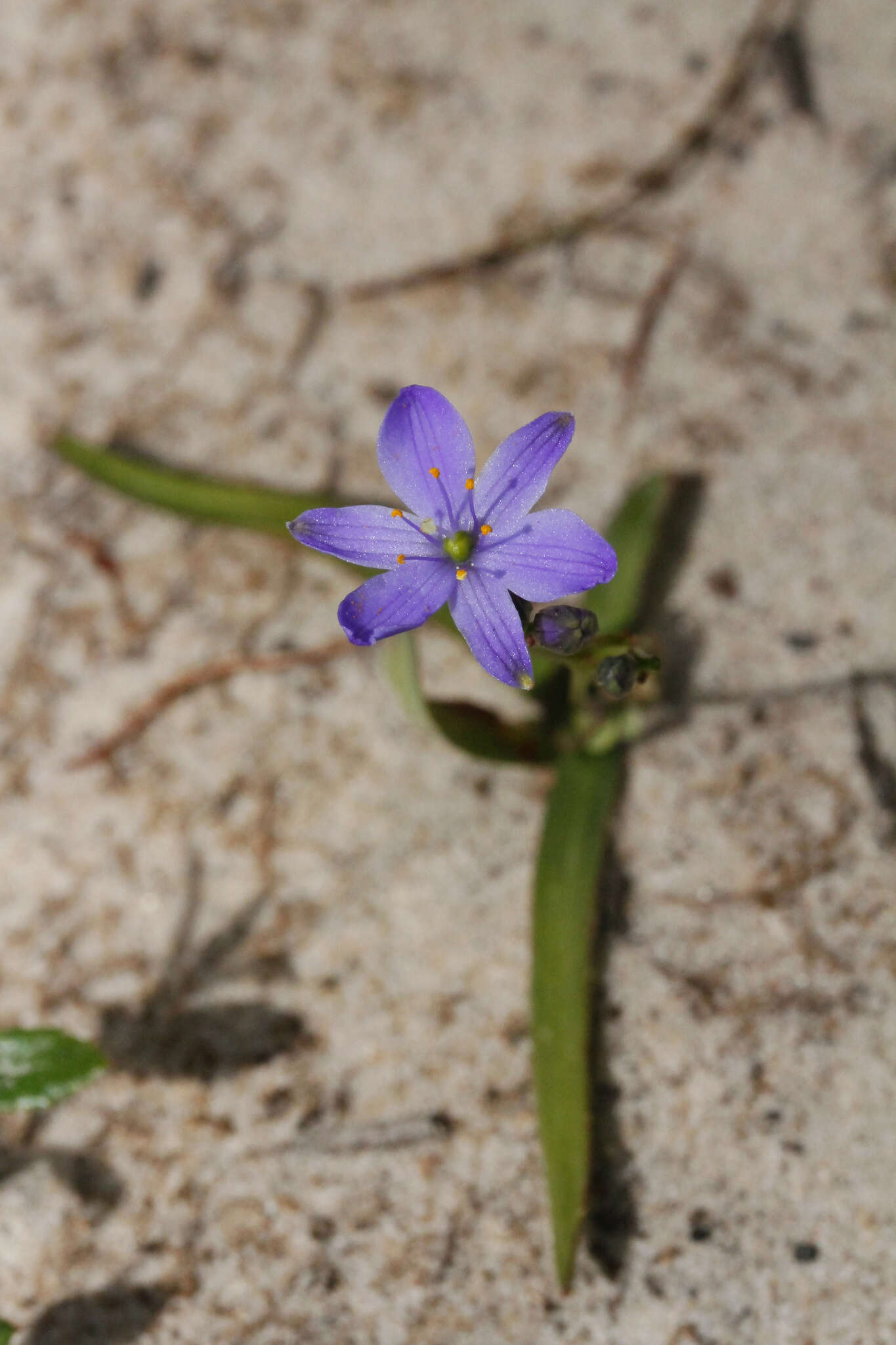 Image of Chamaescilla corymbosa (R. Br.) F. Muell. ex Benth.