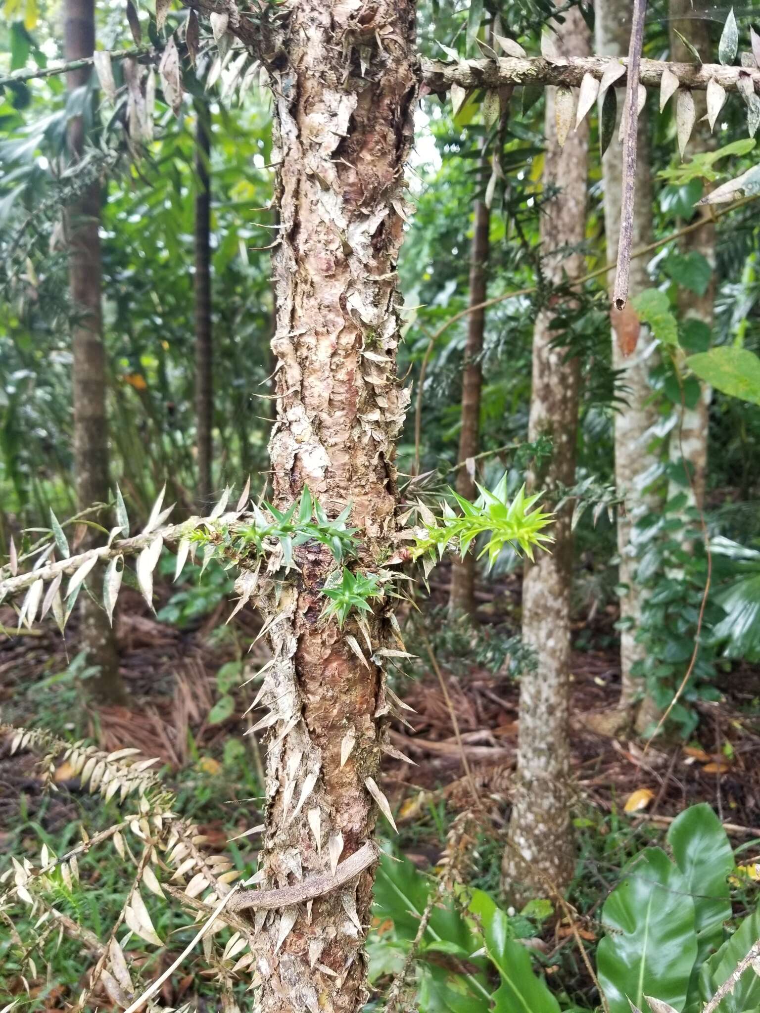 Image of Bunya pine
