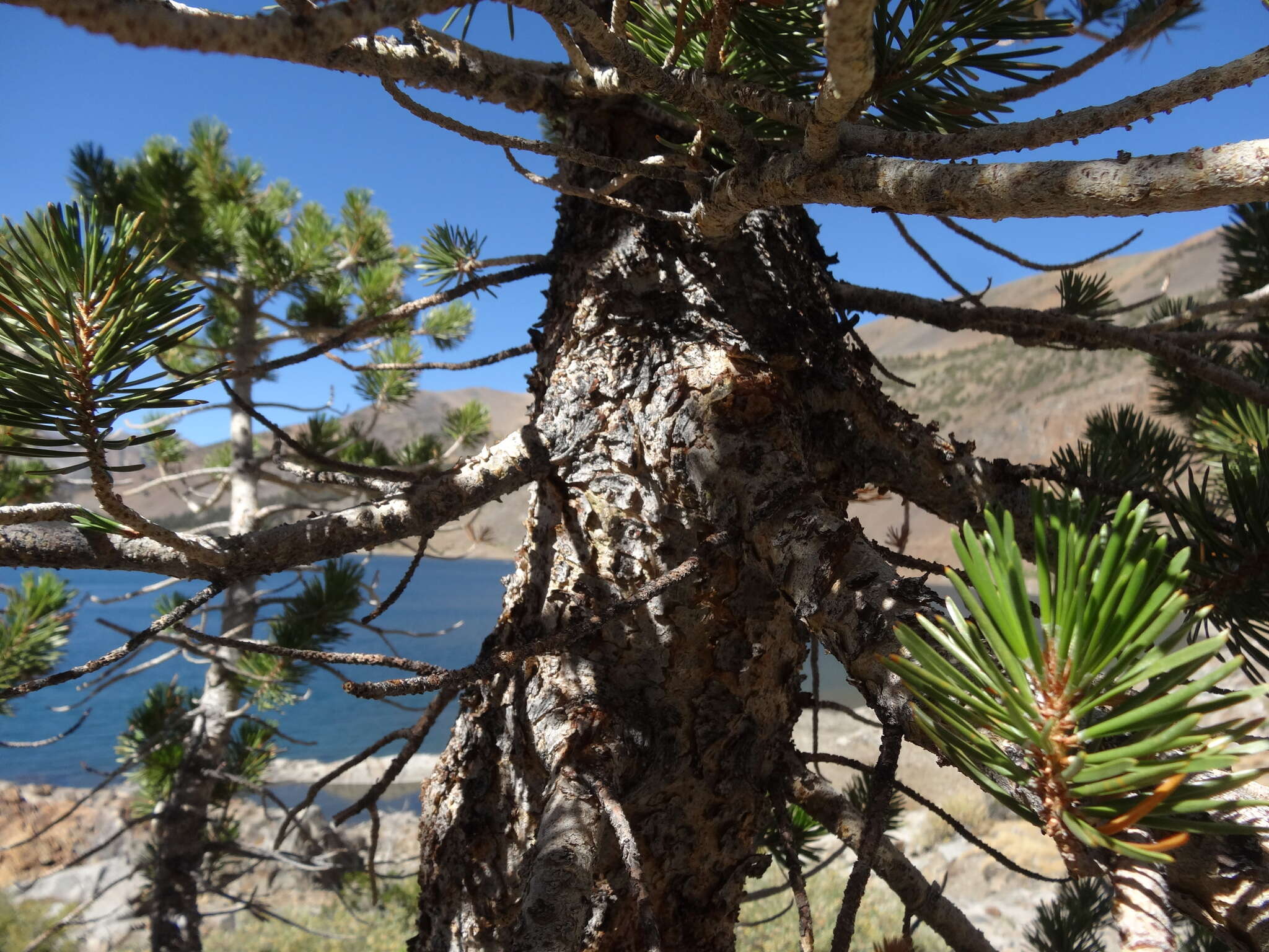 Imagem de Pinus contorta var. murrayana (Balf.) Engelm.