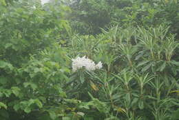 Imagem de Rhododendron ungernii Trautv.