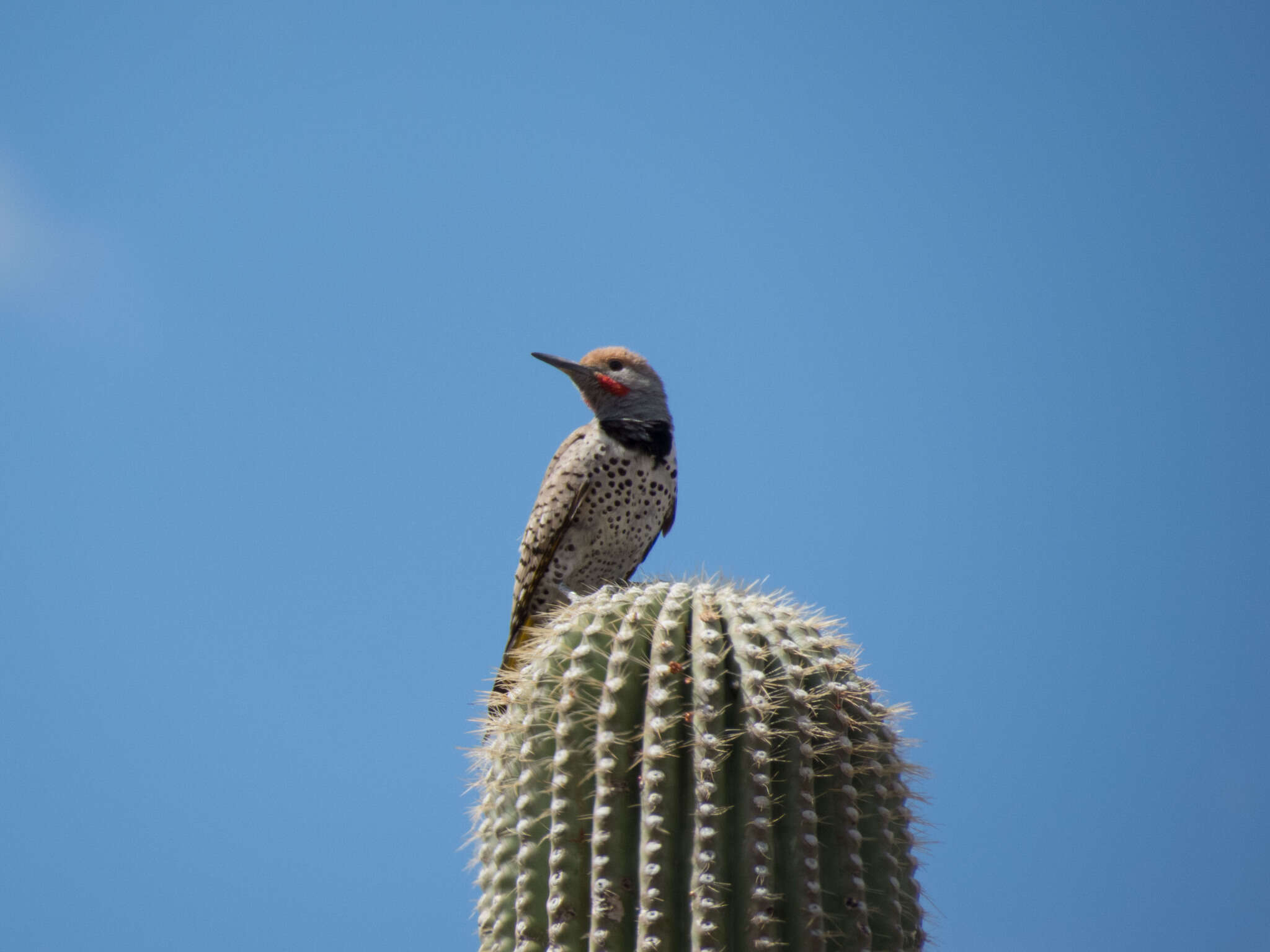 Image of Gilded Flicker