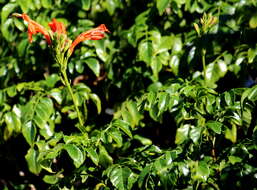 Image of Cape honeysuckle