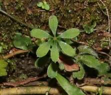 Plancia ëd Galium echinocarpum Hayata