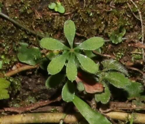 Galium echinocarpum Hayata resmi