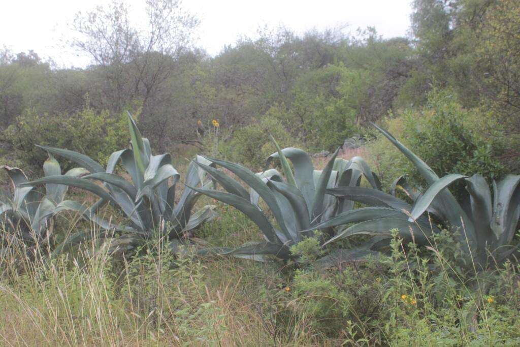 Image of Agave mapisaga Trel.