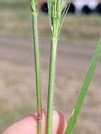 Image of Hairy Panic Grass