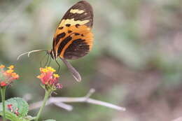 Image of Melinaea marsaeus Hewitson 1860