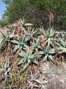 Image of Aloe newtonii J.-B. Castillon