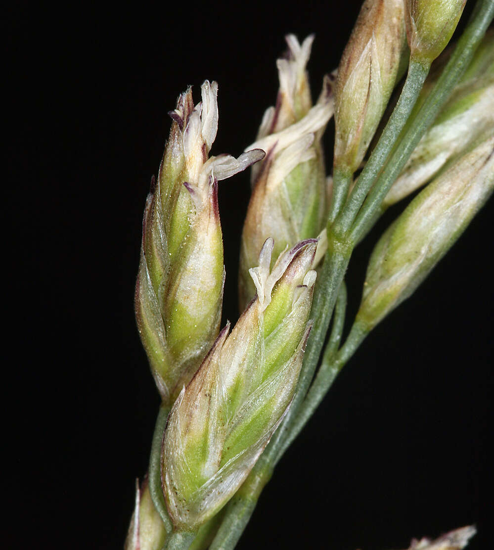 Image de Festuca kingii (S. Watson) Cassidy