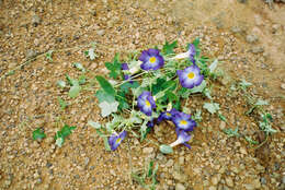 Image of Thunbergia chrysops Hook.